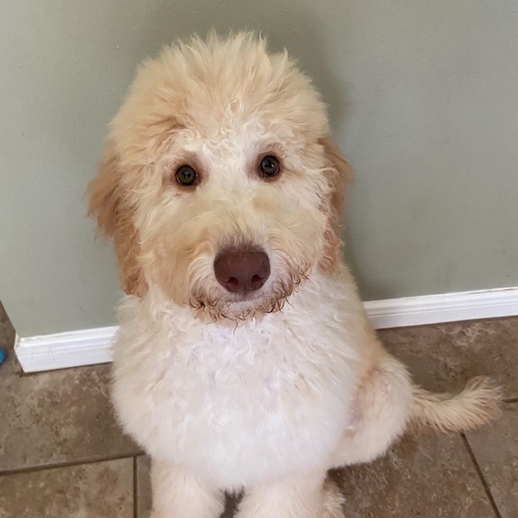 Meet your Posher, Addison - Picture 3 of 8